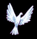 Feral Dove