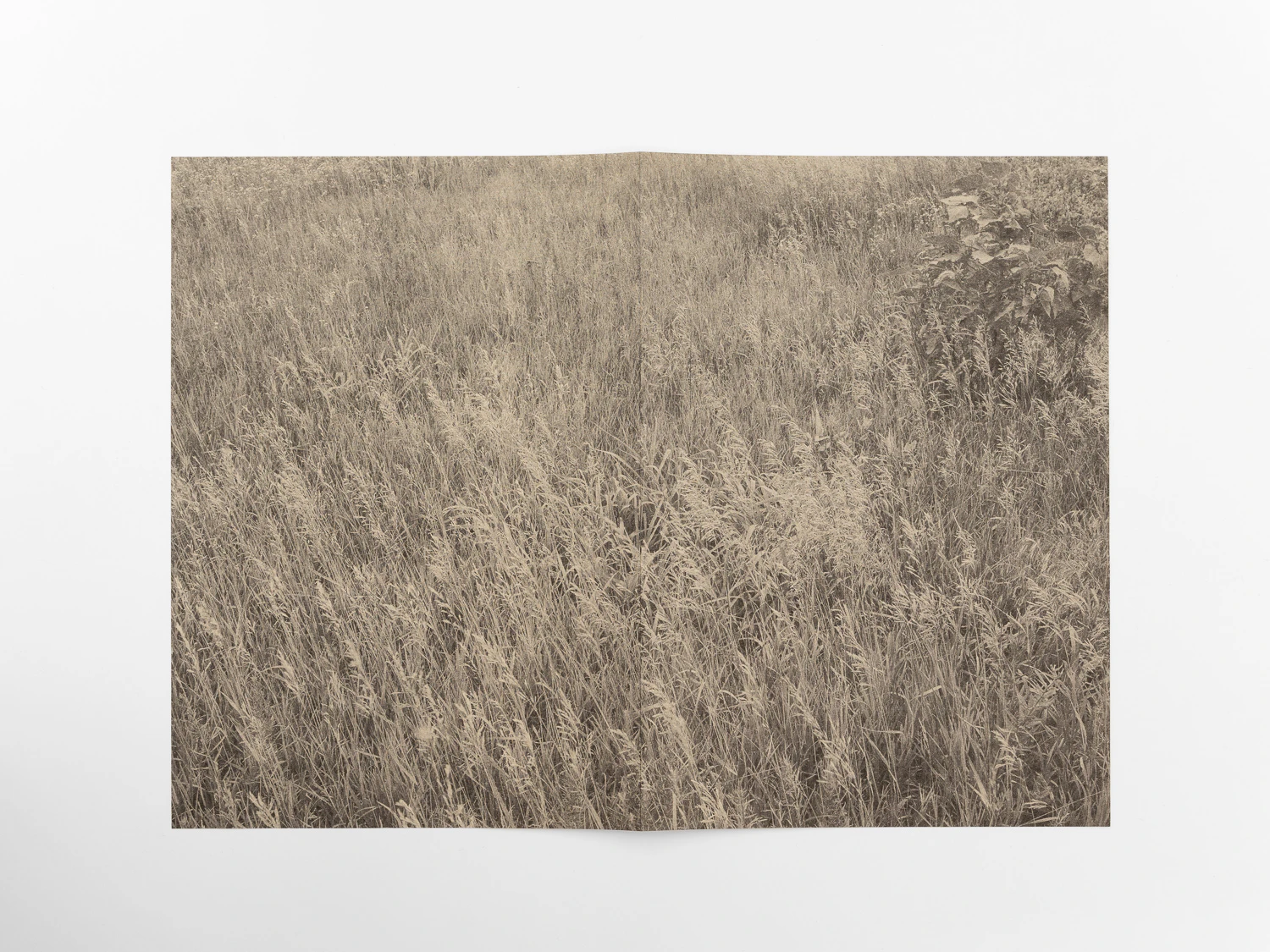Risograph Print