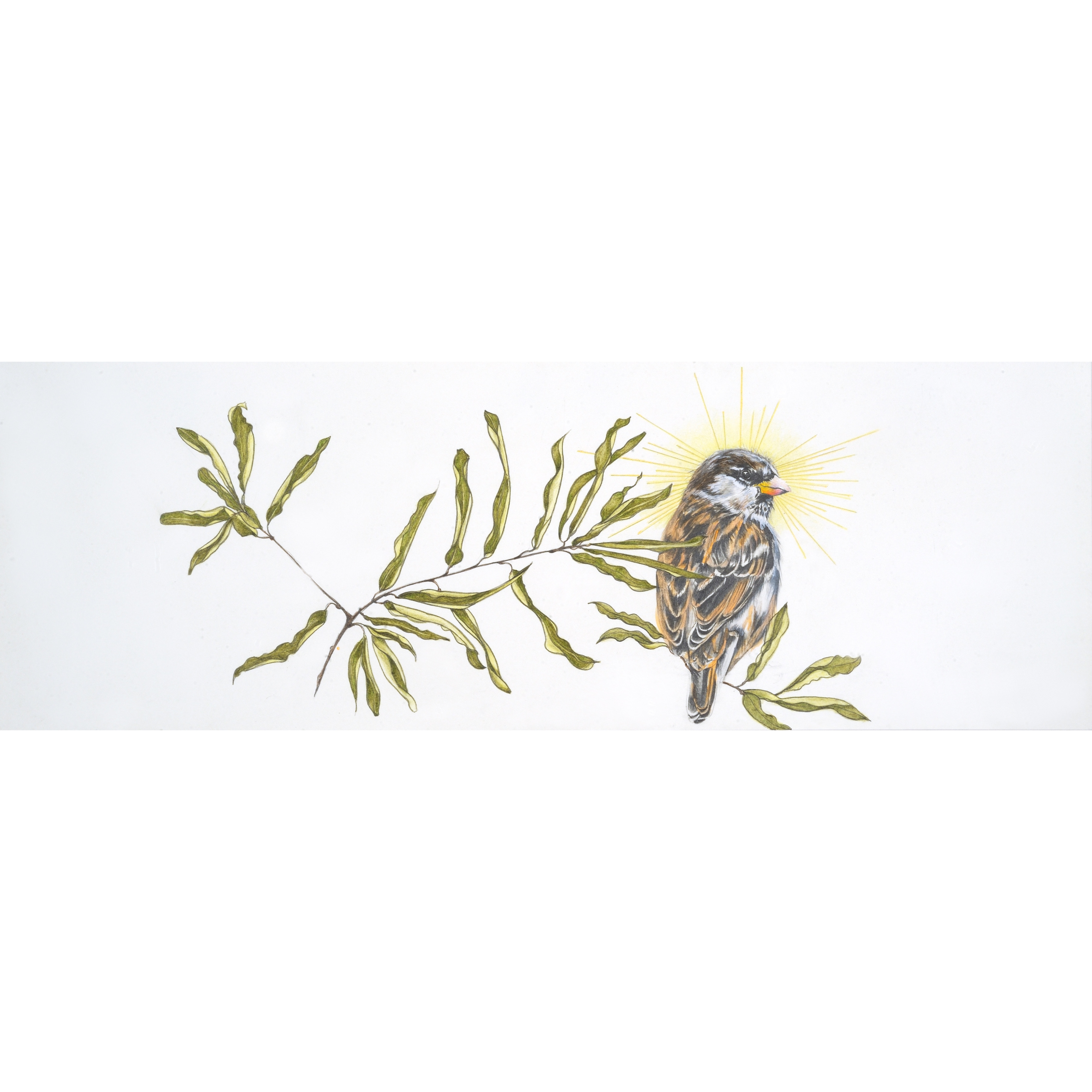 Rebecca Clark: Saint Sparrow, 2020, graphite, colored pencil, powdered pigment, shell gold on paper, 7.5 x 22 inches