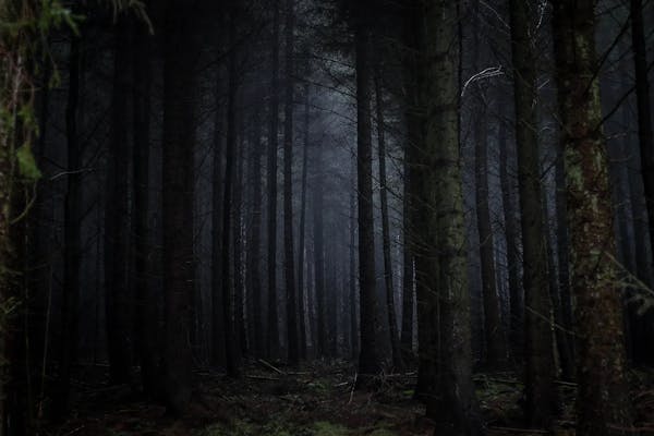 The Dark Forest Theory of the Internet trilogy