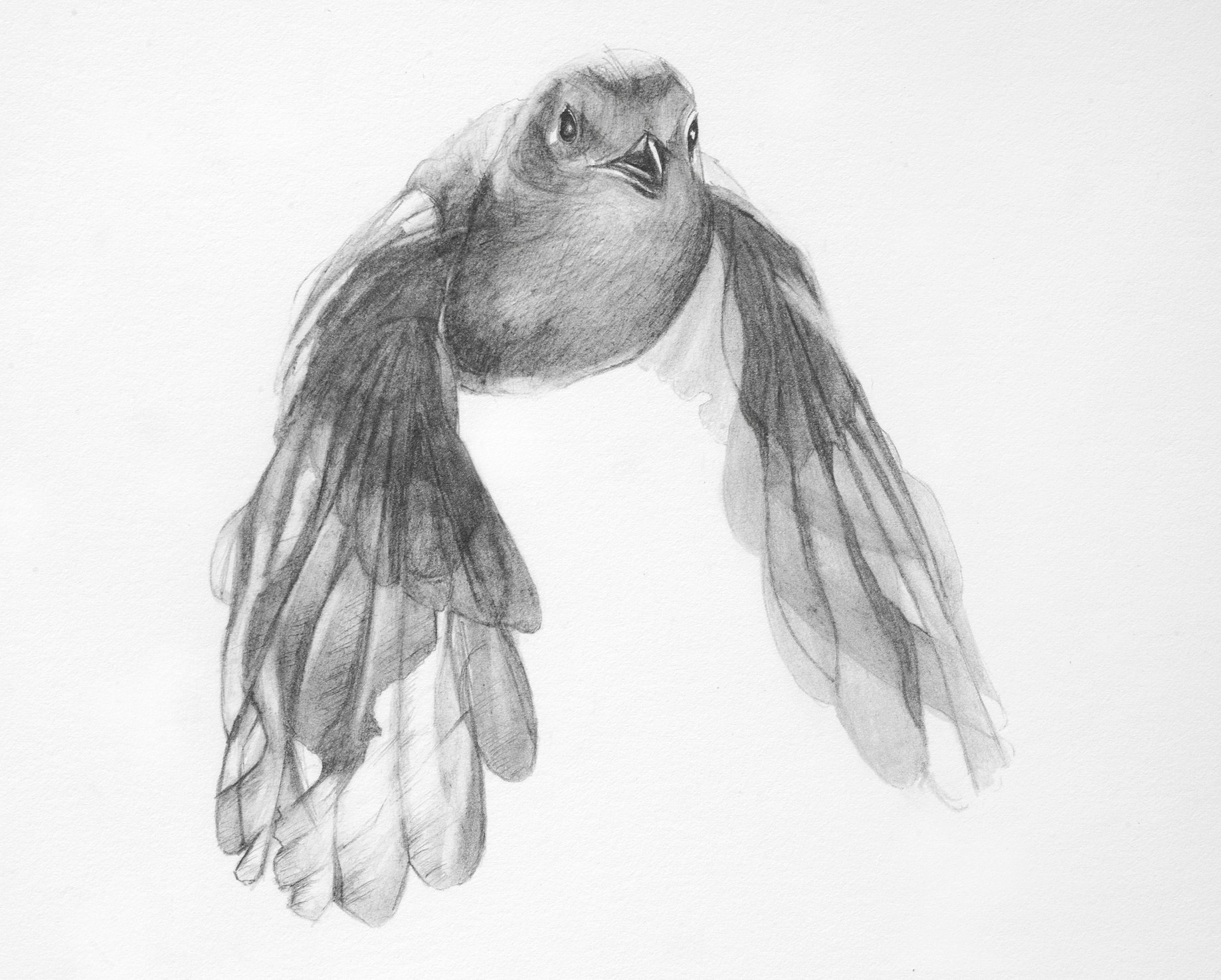 Bird 1 (The Passing Wisdom for Barry Lopez)