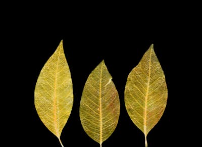 EveryLeafanIndividual.