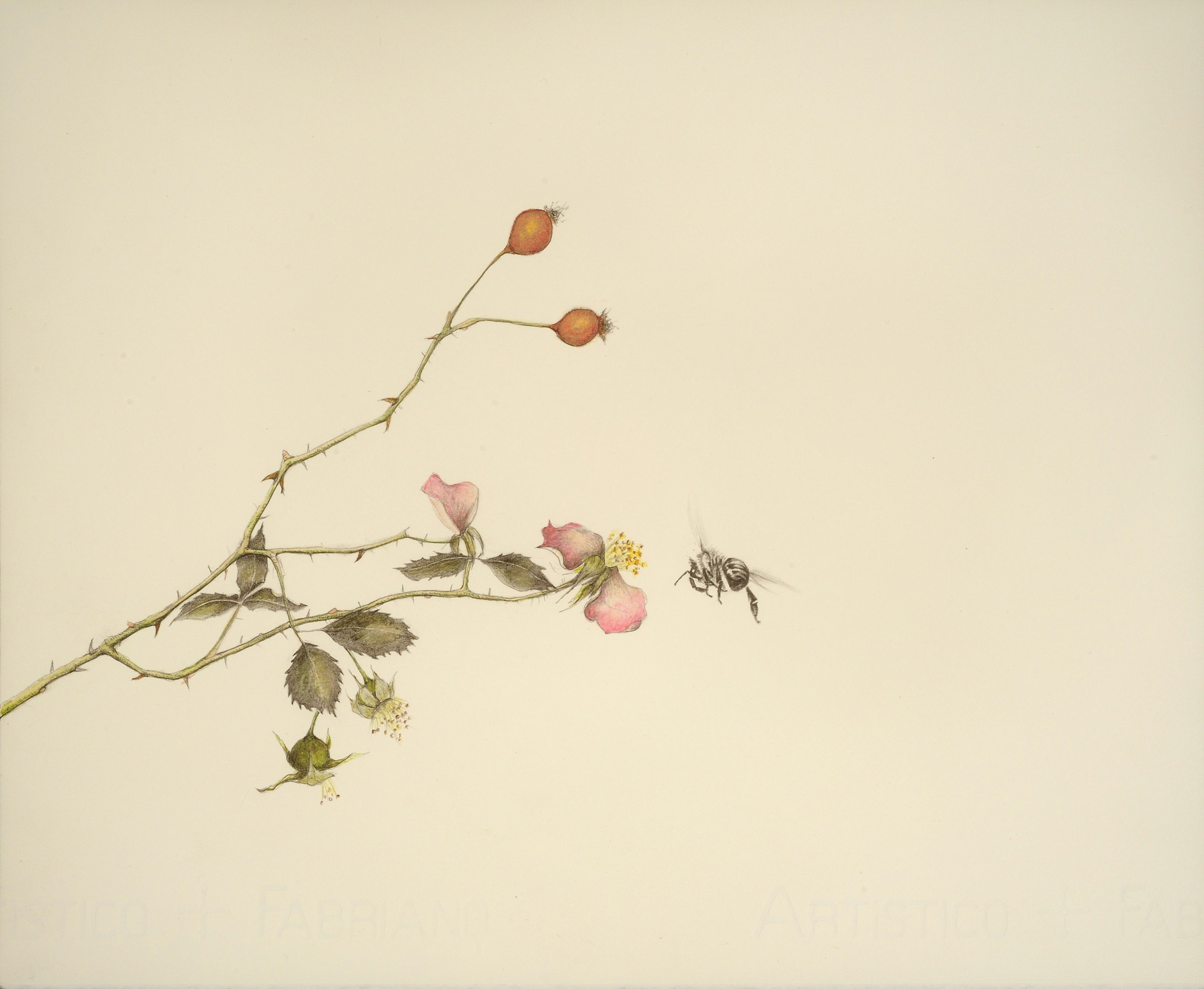 Rebecca Clark: "Bee 17 (Prana)," 2011, graphite and colored pencil on paper, 11.25 x 13.25 in. (from Book of Hours)