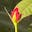 Isabel Attyah Flower