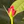 Isabel Attyah Flower