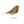 birdcall