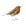 birdcall