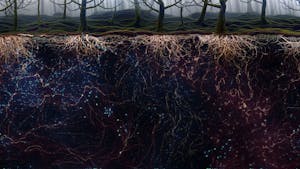 Entanglement