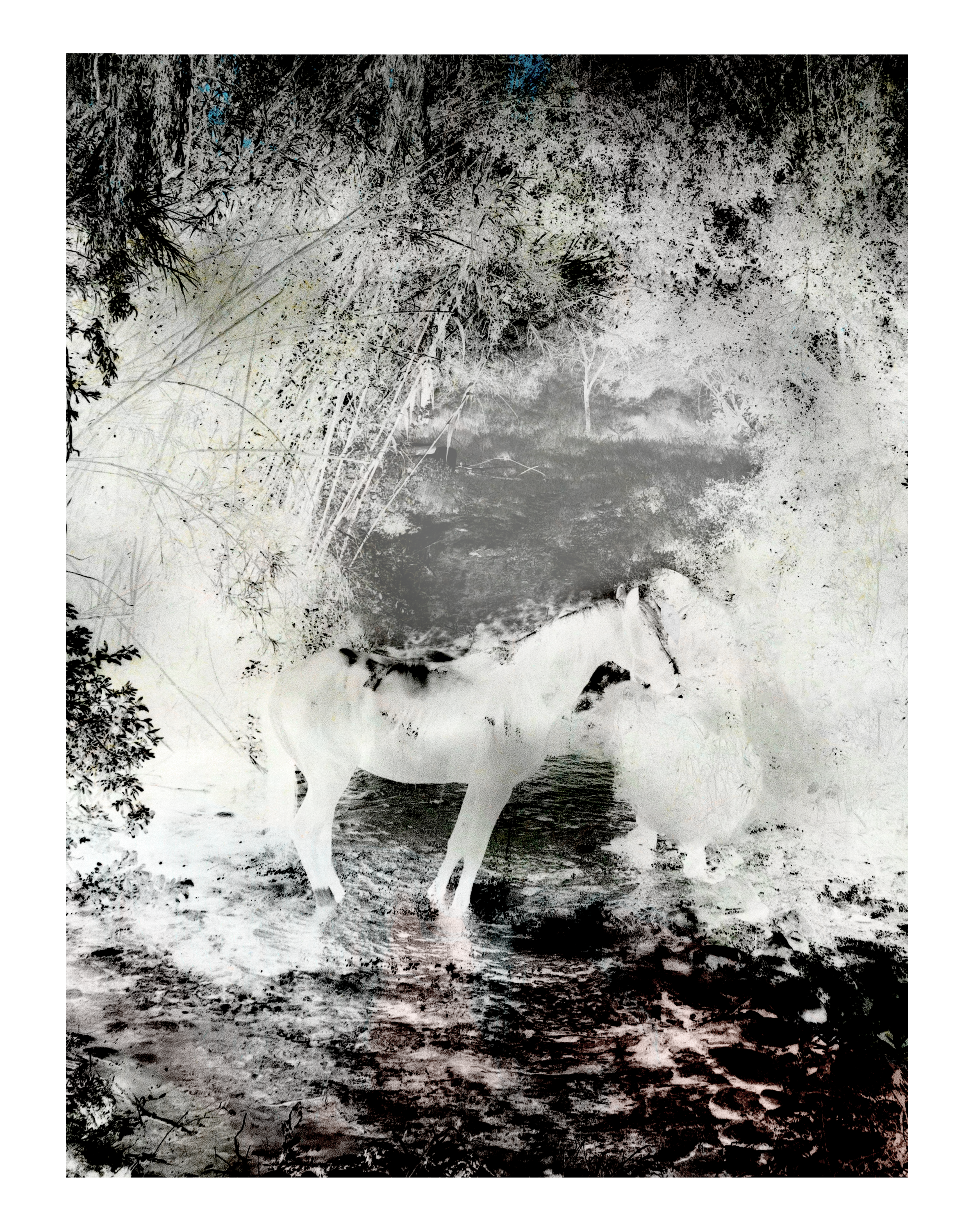 TEND TO YOUR HORSES