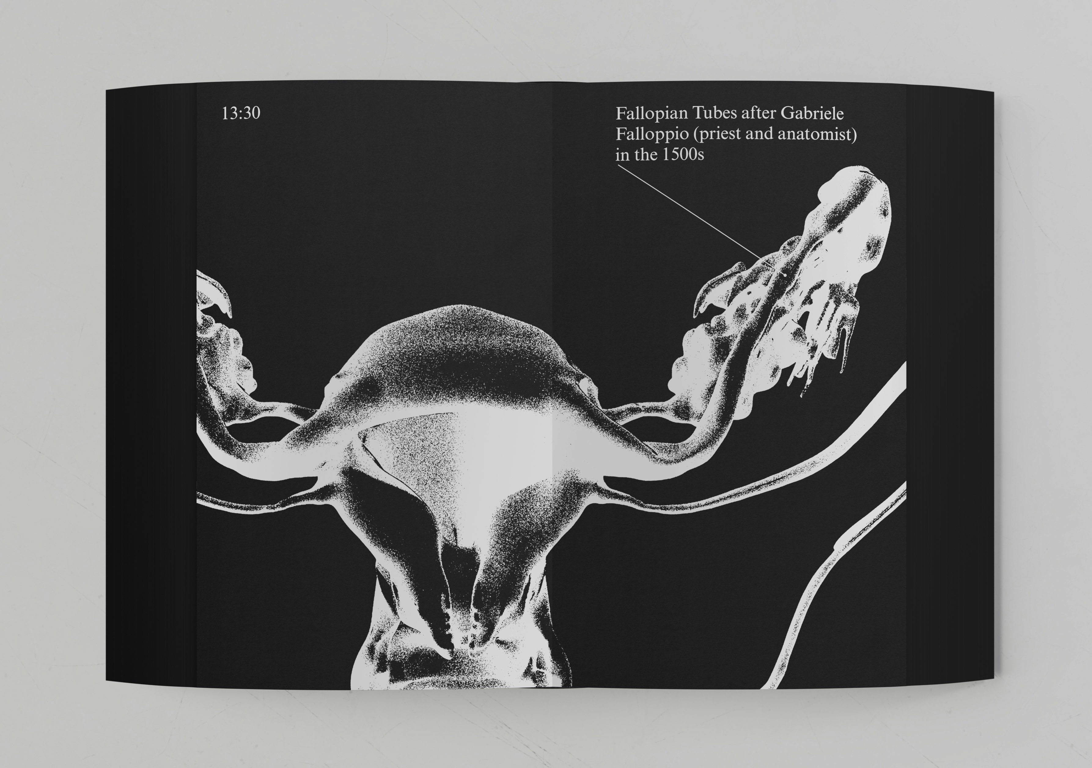 Female reproductive track, illustration by Ven Qiu