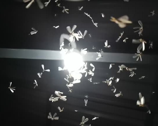 release image