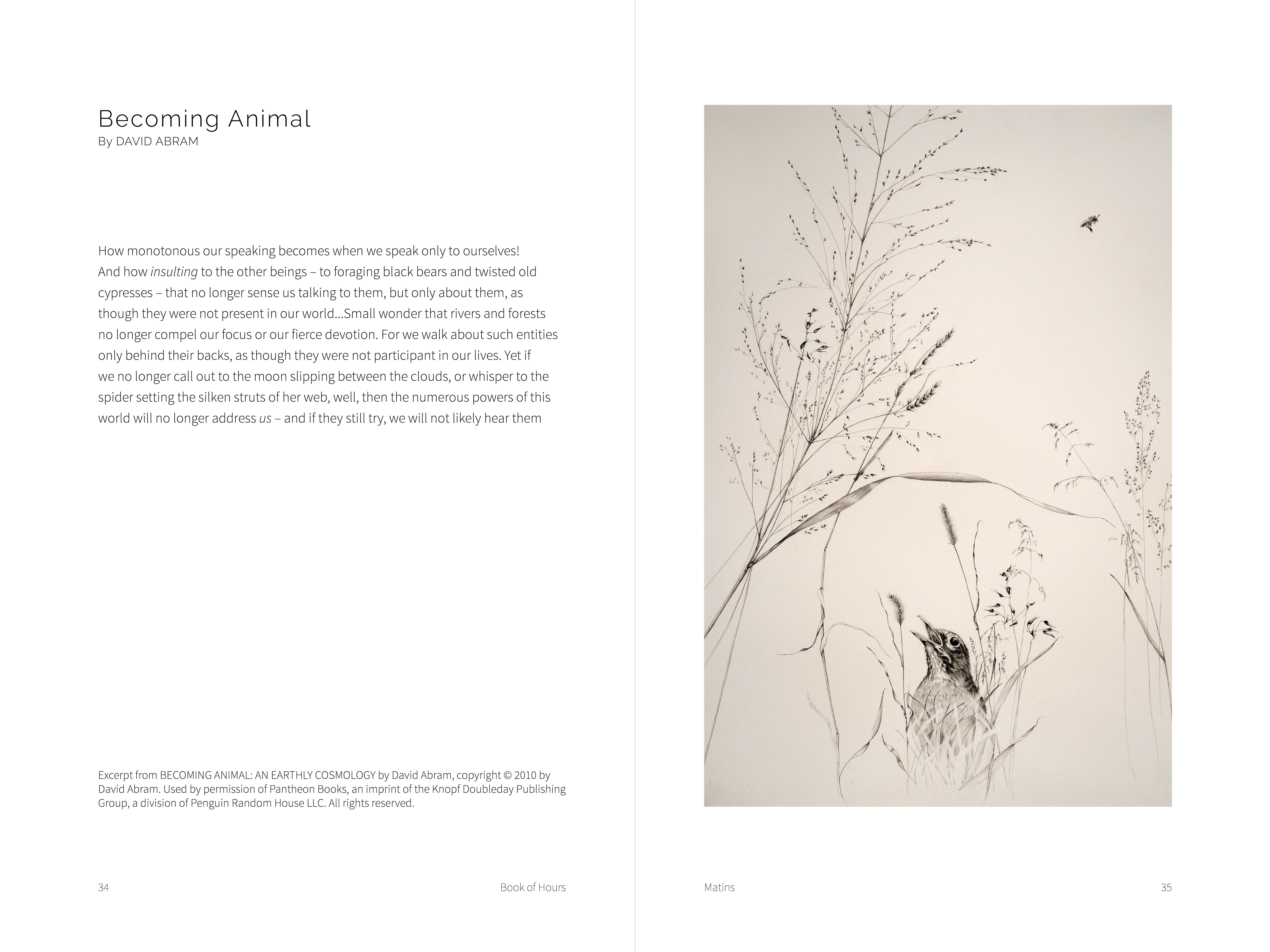 Excerpt from David Abrams "Becoming Animal: An Earthly Cosmology," 2010 and Rebecca Clark "Bird, Bee, and Late Summer Grass," 2011, graphite on paper, 30 x 22 in. (from Book of Hours)