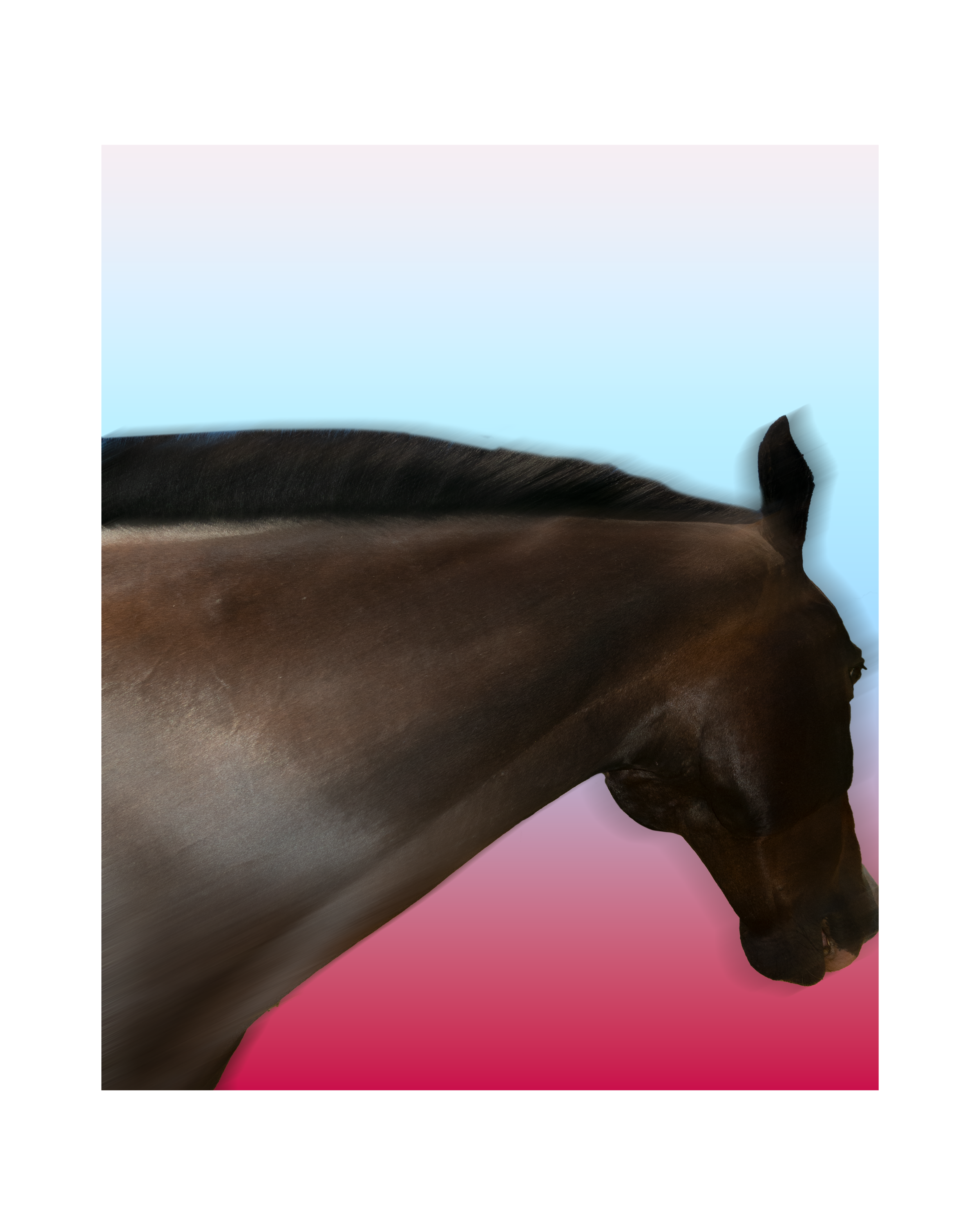 MY HORSE DISTRUSTS YOU
