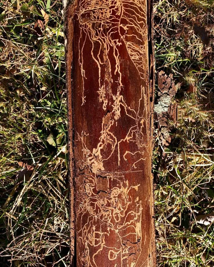 Bark beetle
