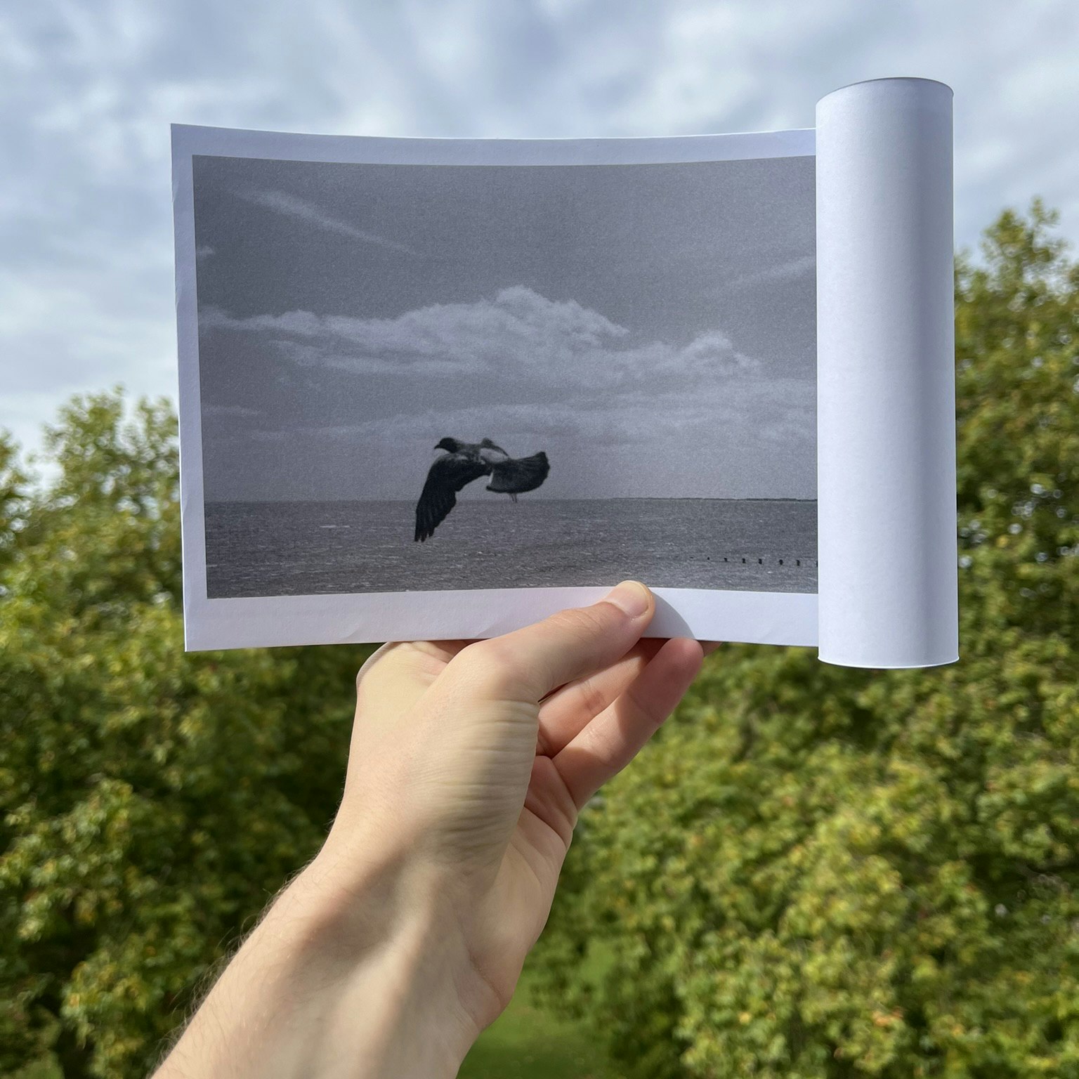 To Pigeon-Fill the Sky (the Book) held up in front of the sky, open to a page with an analog photograph of a pigeon.