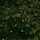 Resonance Collective