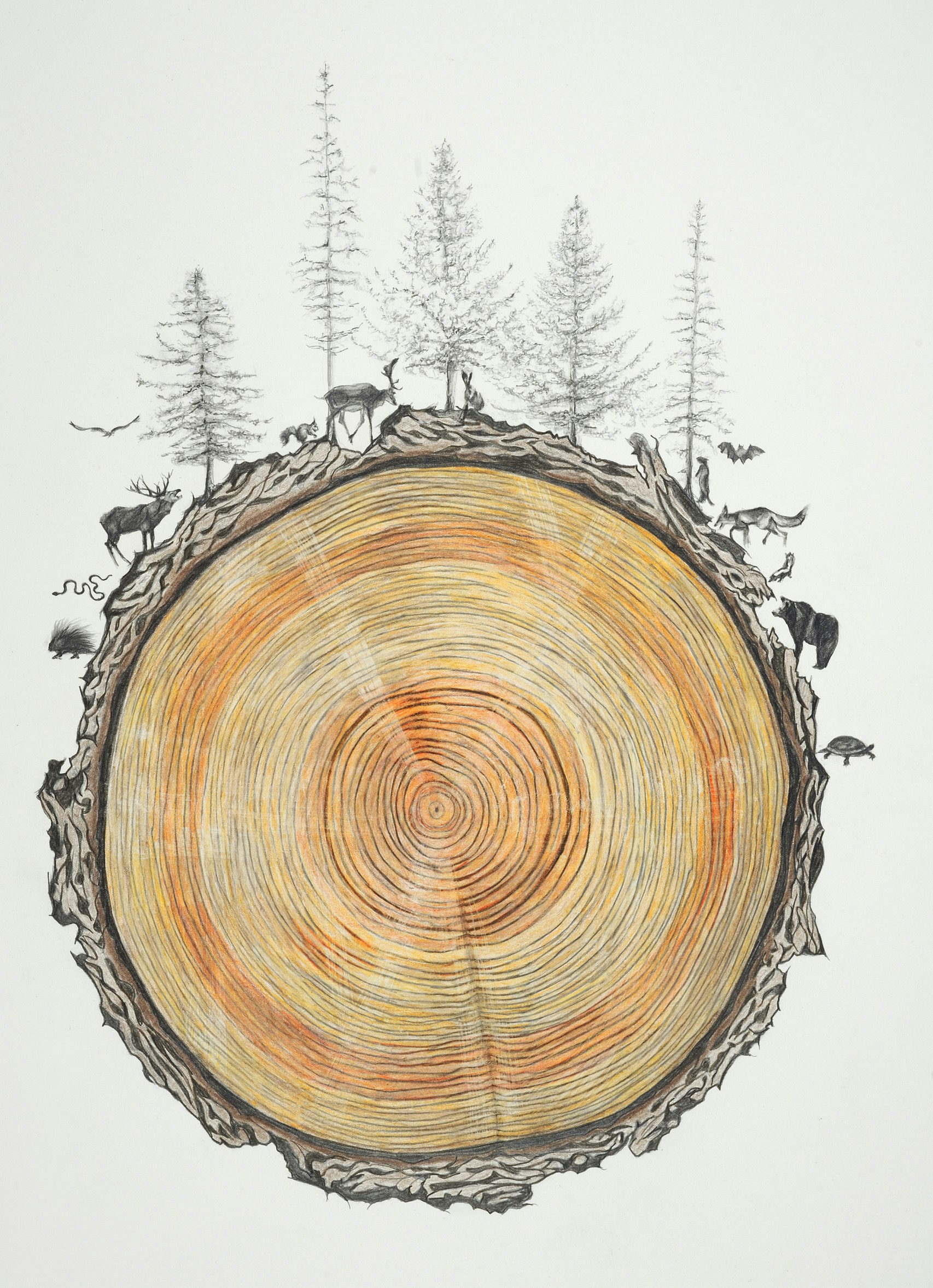 Rebecca Clark: "Family Tree," 2014, graphite and colored pencil on paper, 30 x 22 in. (from Book of Hours)