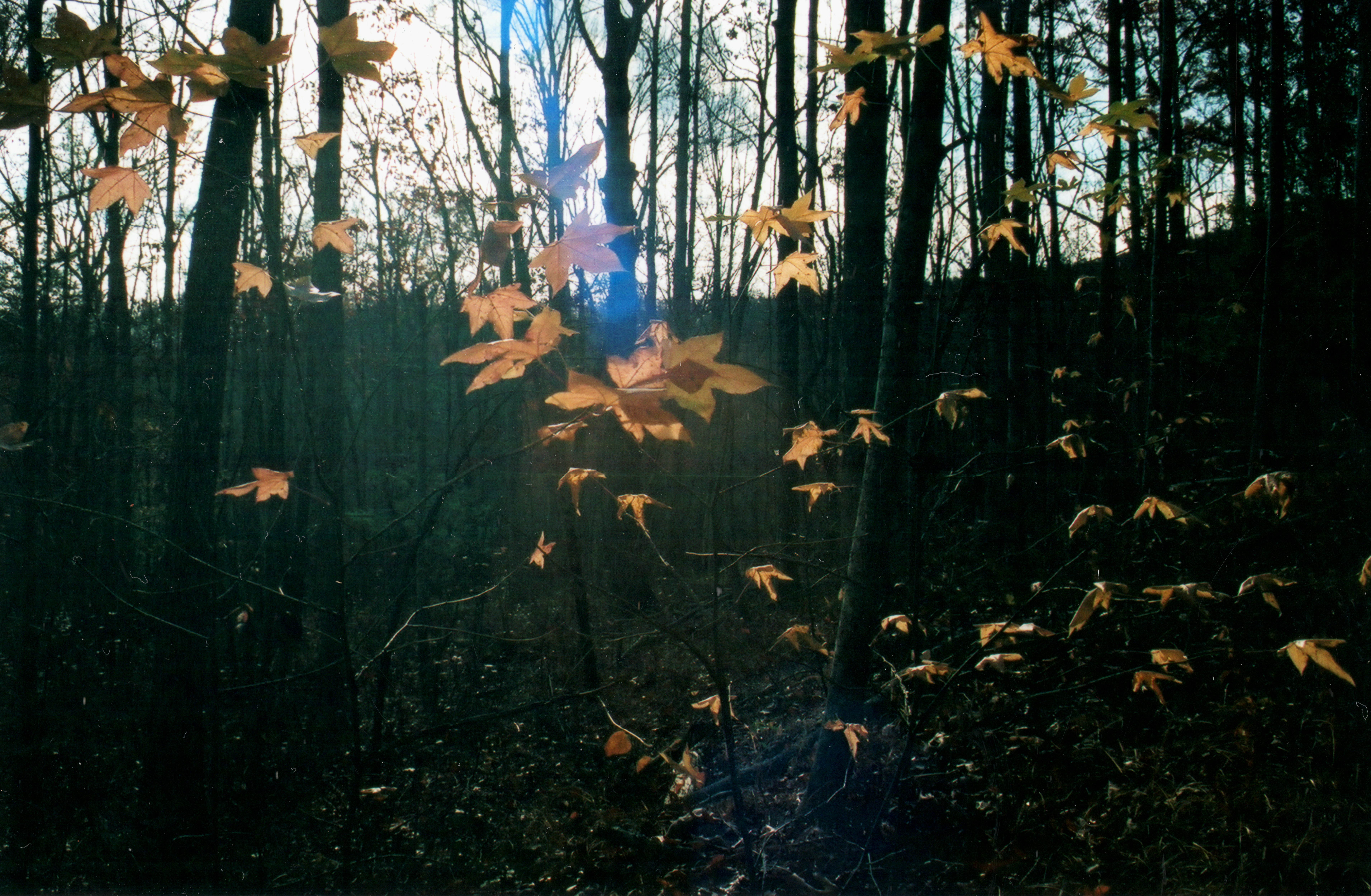 trees from our first date, a long hike
