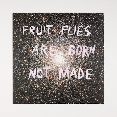 Fruit Flies Are Born Not Made