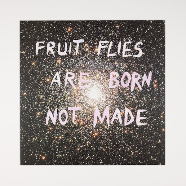 Fruit Flies Are Born Not Made