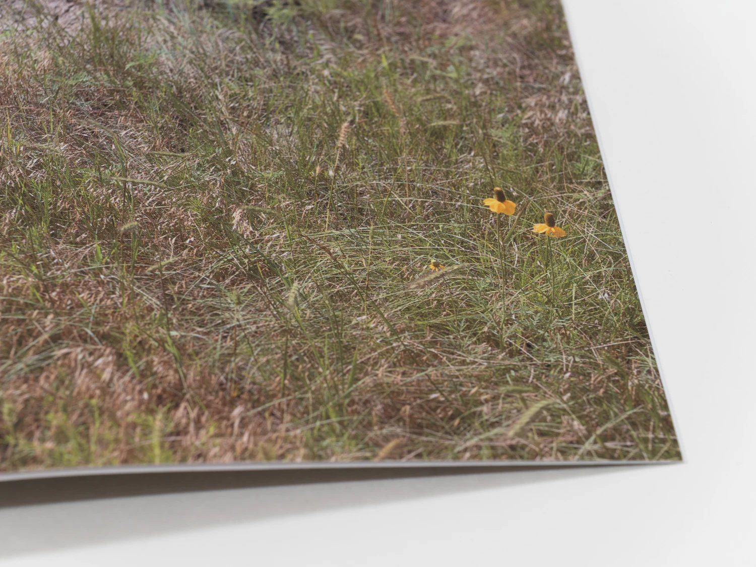 Detail from Bison Wallow
