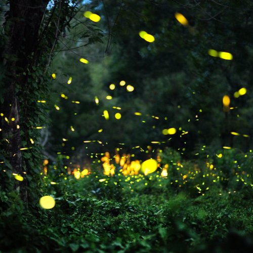 a group of fire flies above a lush forest floor