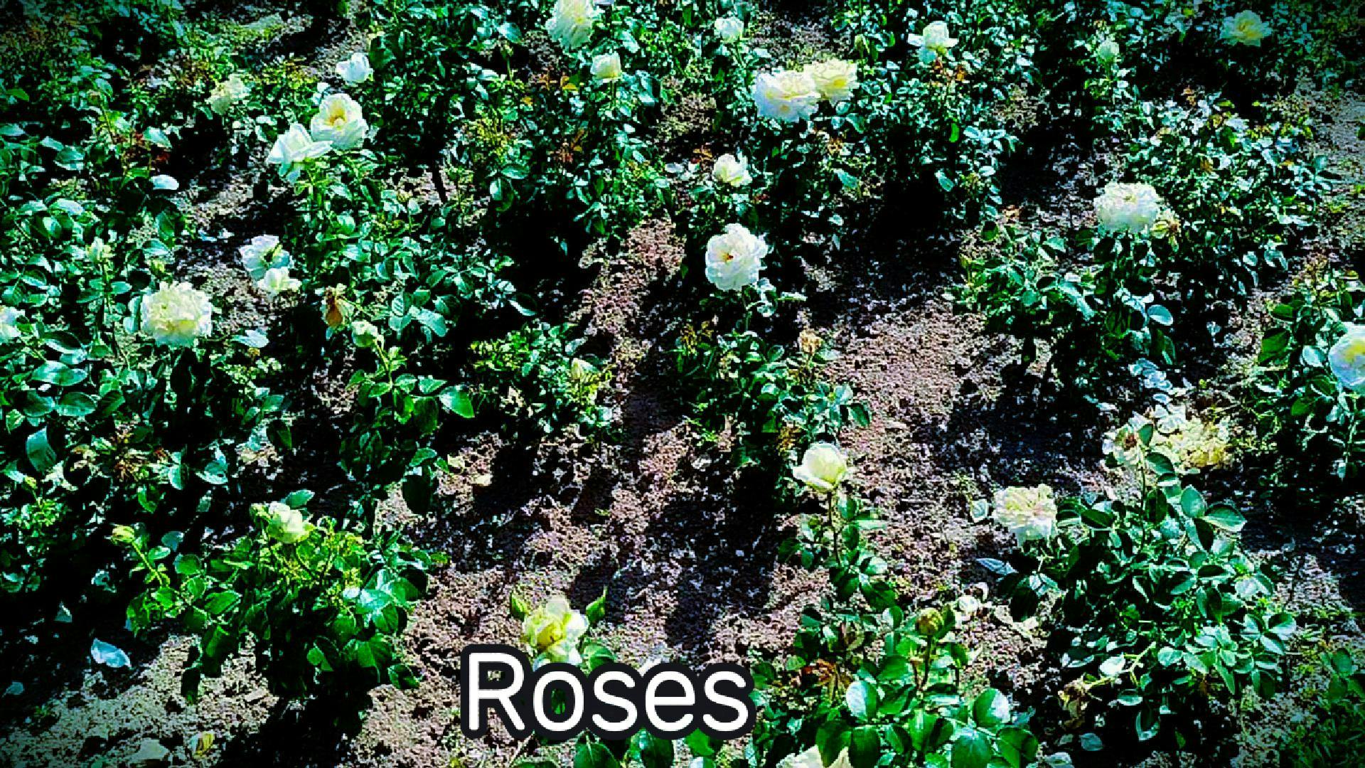 Roses 2025