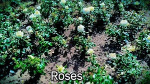 Roses 2025