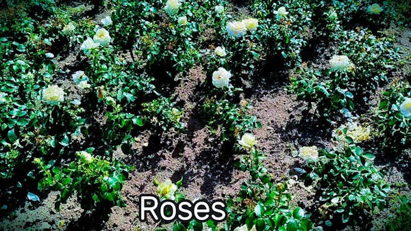 Roses 2025