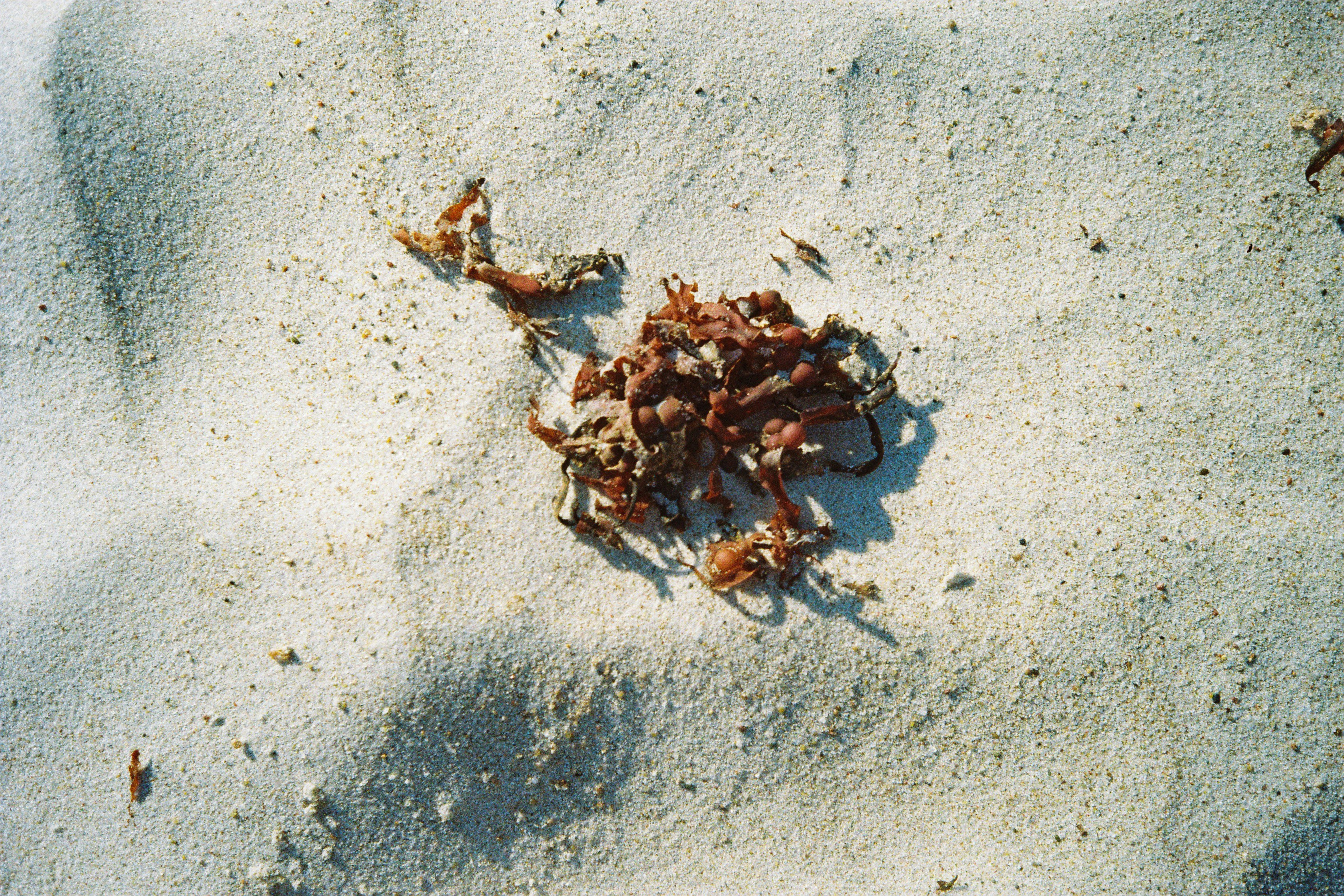release image