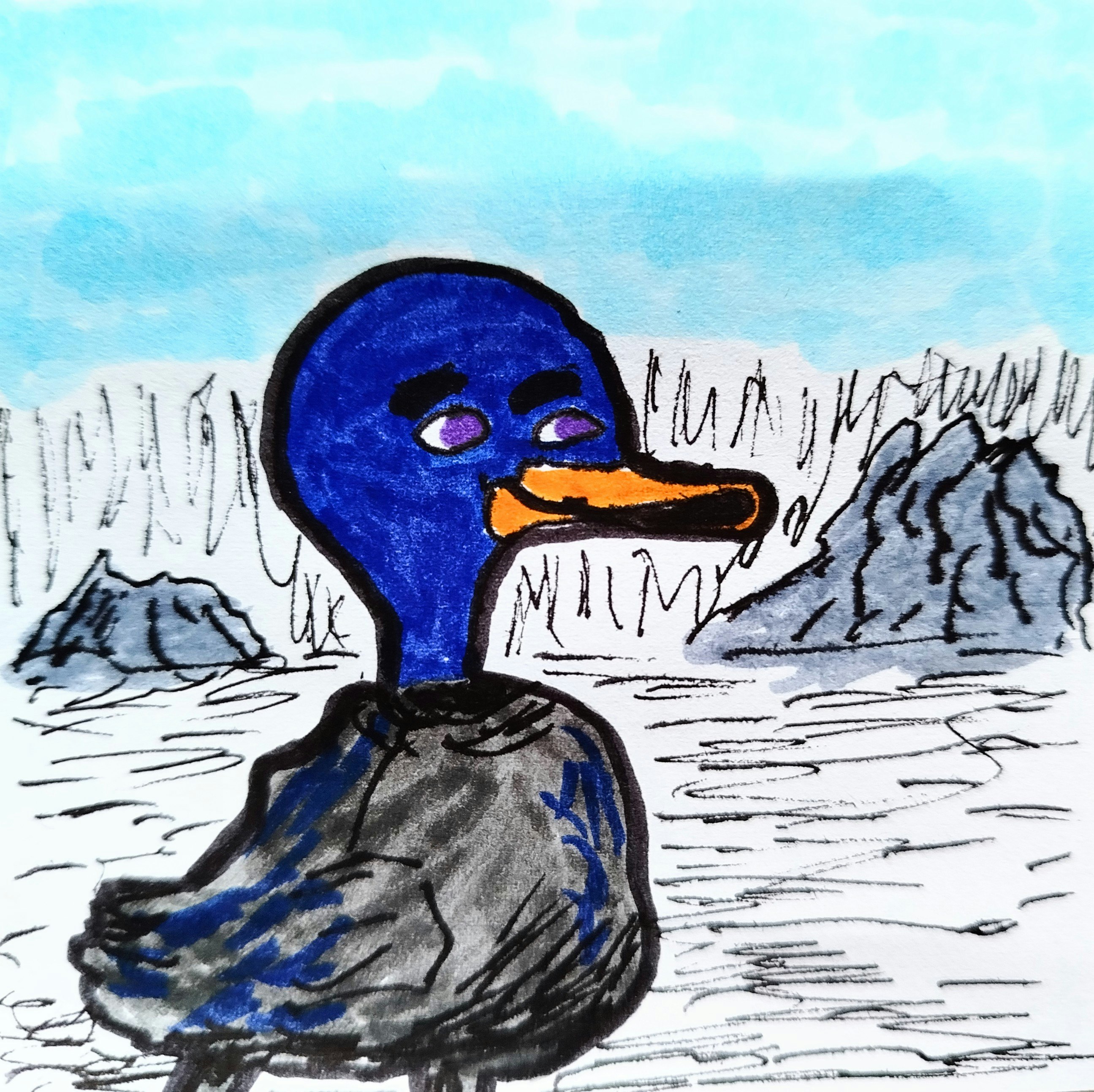 blue duck